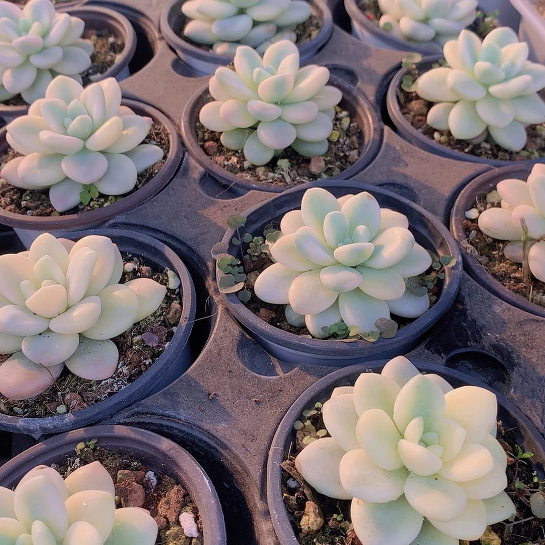 洛神锦345677899990000