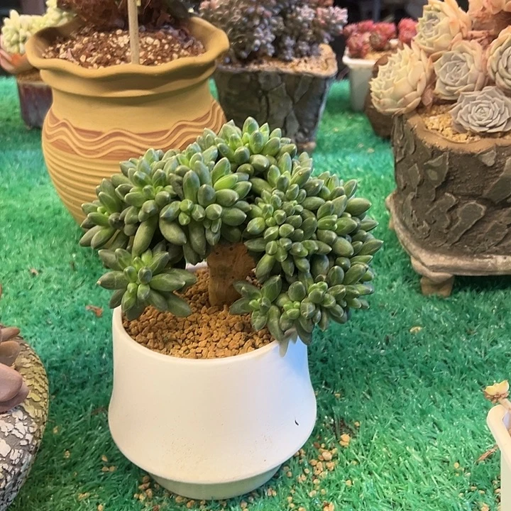 千代田缀化，，，，，，，，，，，，