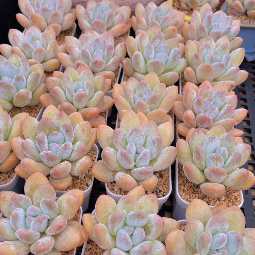 量拍54号 胖体奶油粉香水单头5个