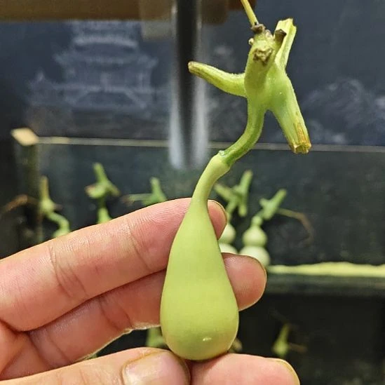 ╰***憶天津嘴儿咕噜咕噜