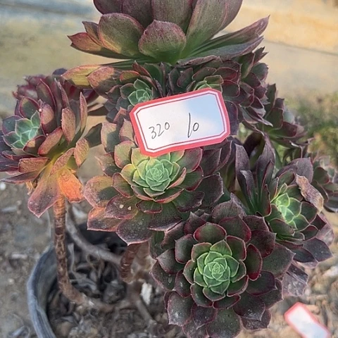多肉植物万黄锦320