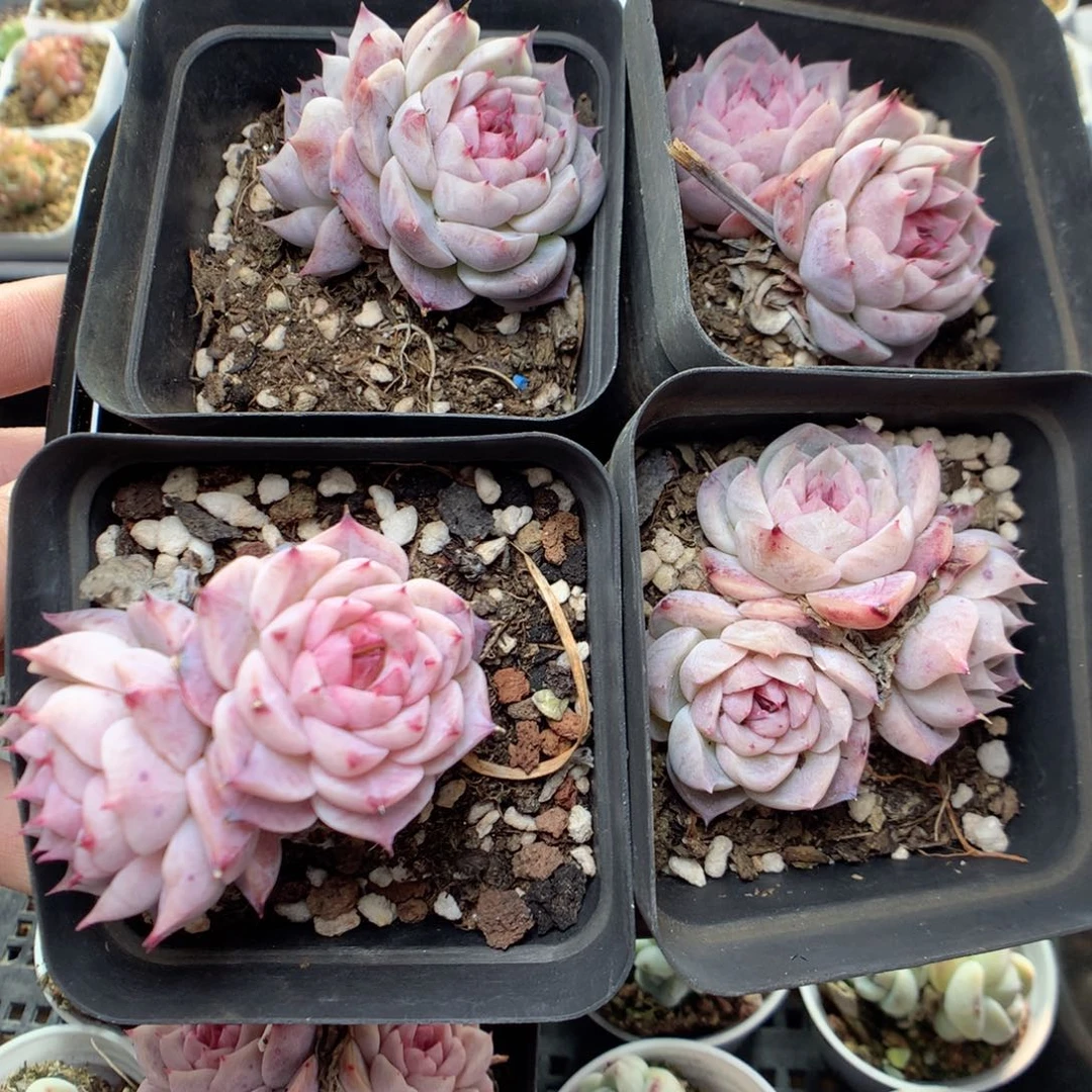 E124y y y y y y y