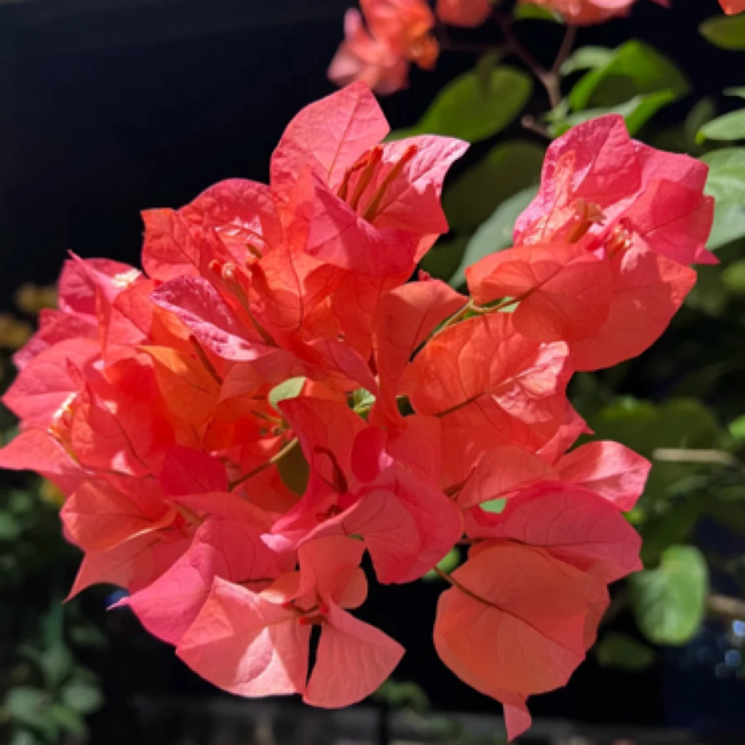 新品【波伊斯玫瑰】三角梅好养阳台勤花可爬藤可垂丝勤花