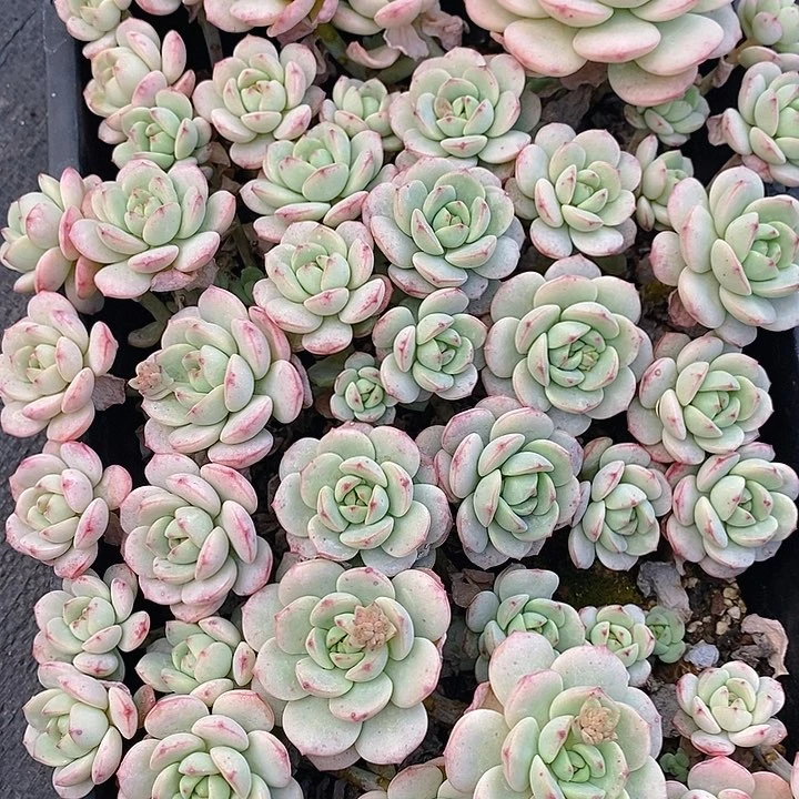 110 多肉植物盆栽花卉植物