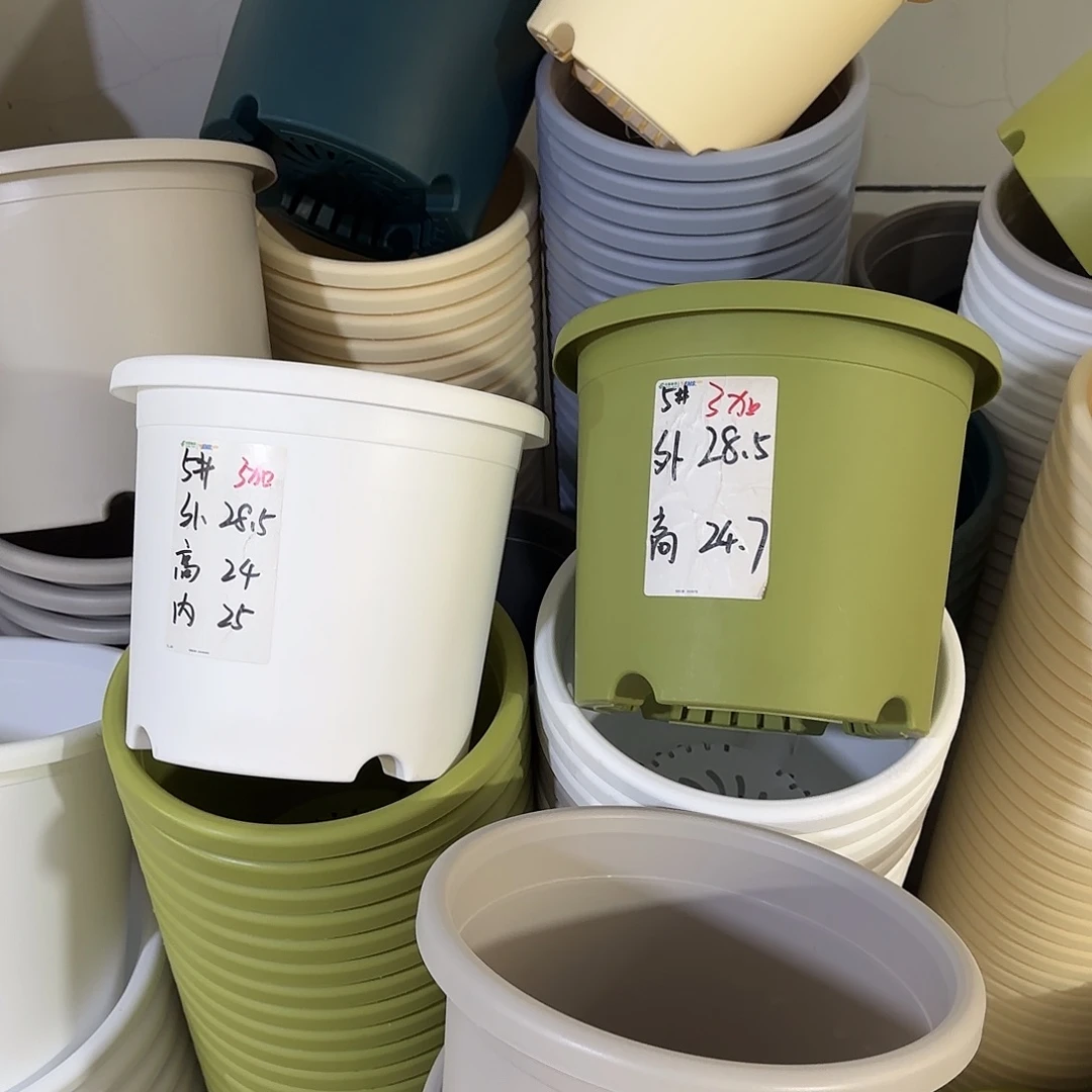 微瑕5号6个无托，果绿