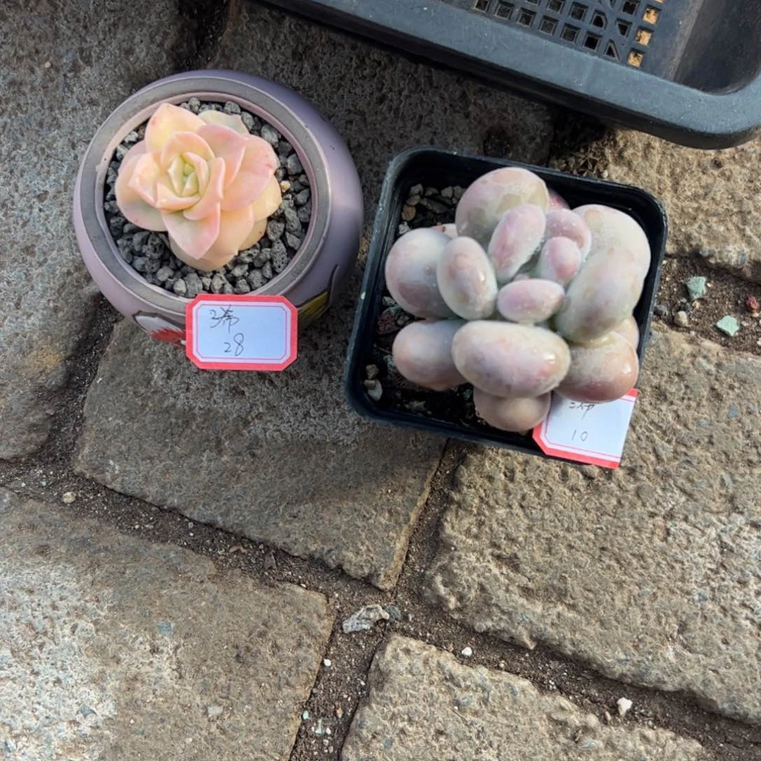 多肉植物多肉植物