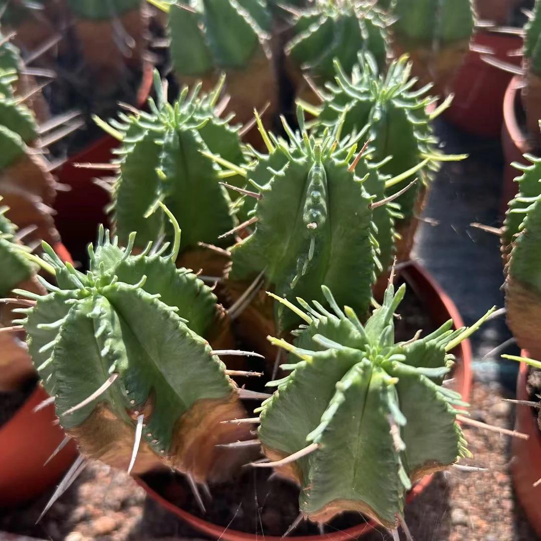 火麒麟  仙人球夏型种绿植盆栽桌面阳台办公室摆件