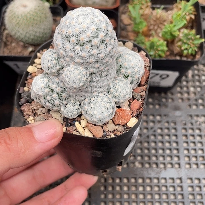180姬春星仙人球植物