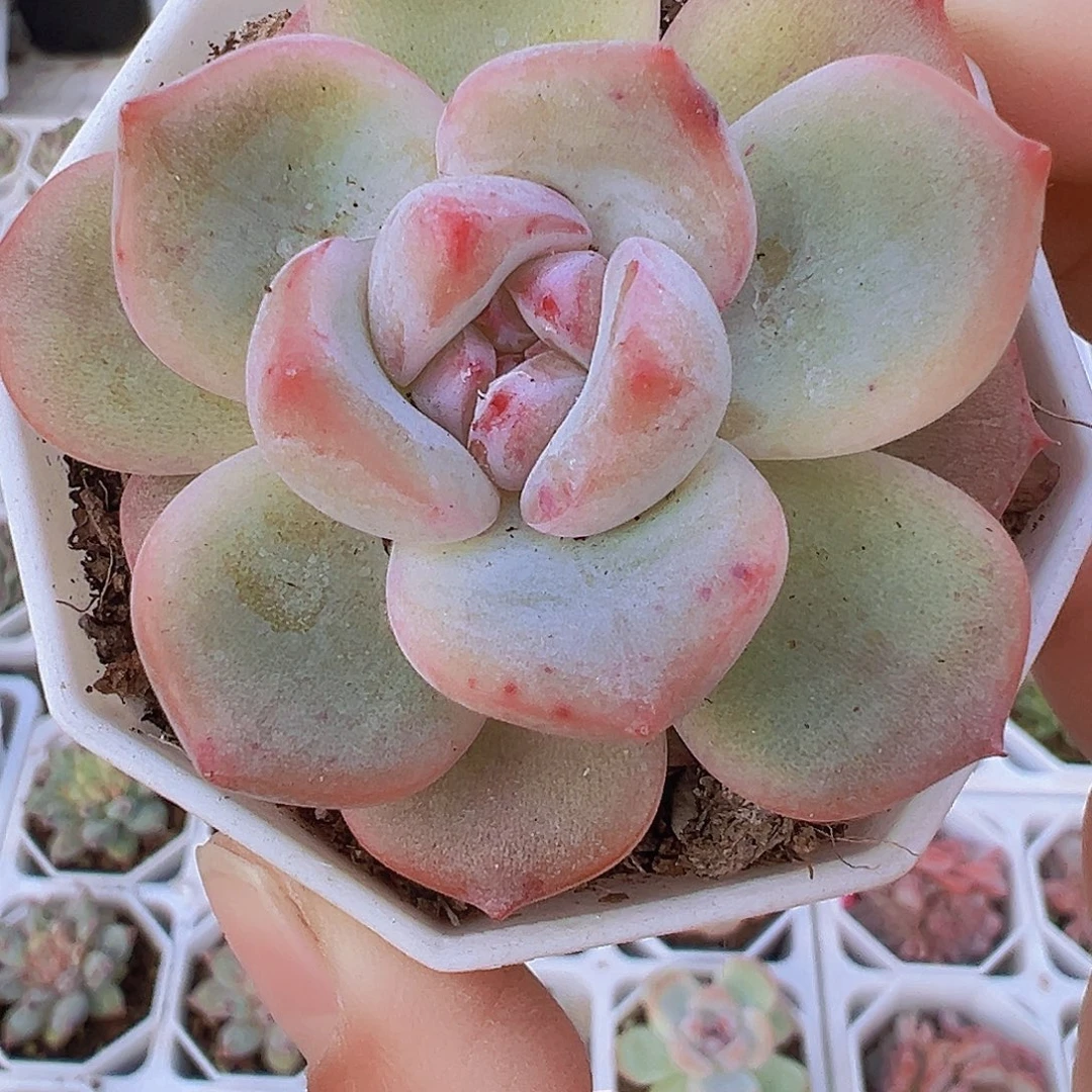 安娜珍妮19包邮多肉植物