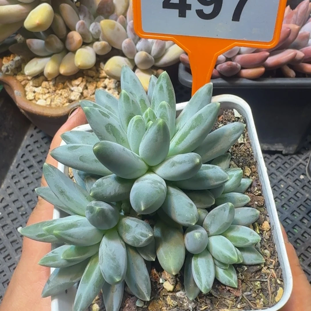 姜子牙多肉植物497