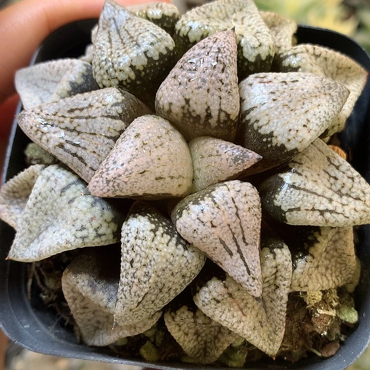 潘多拉白银寿带盆土发货