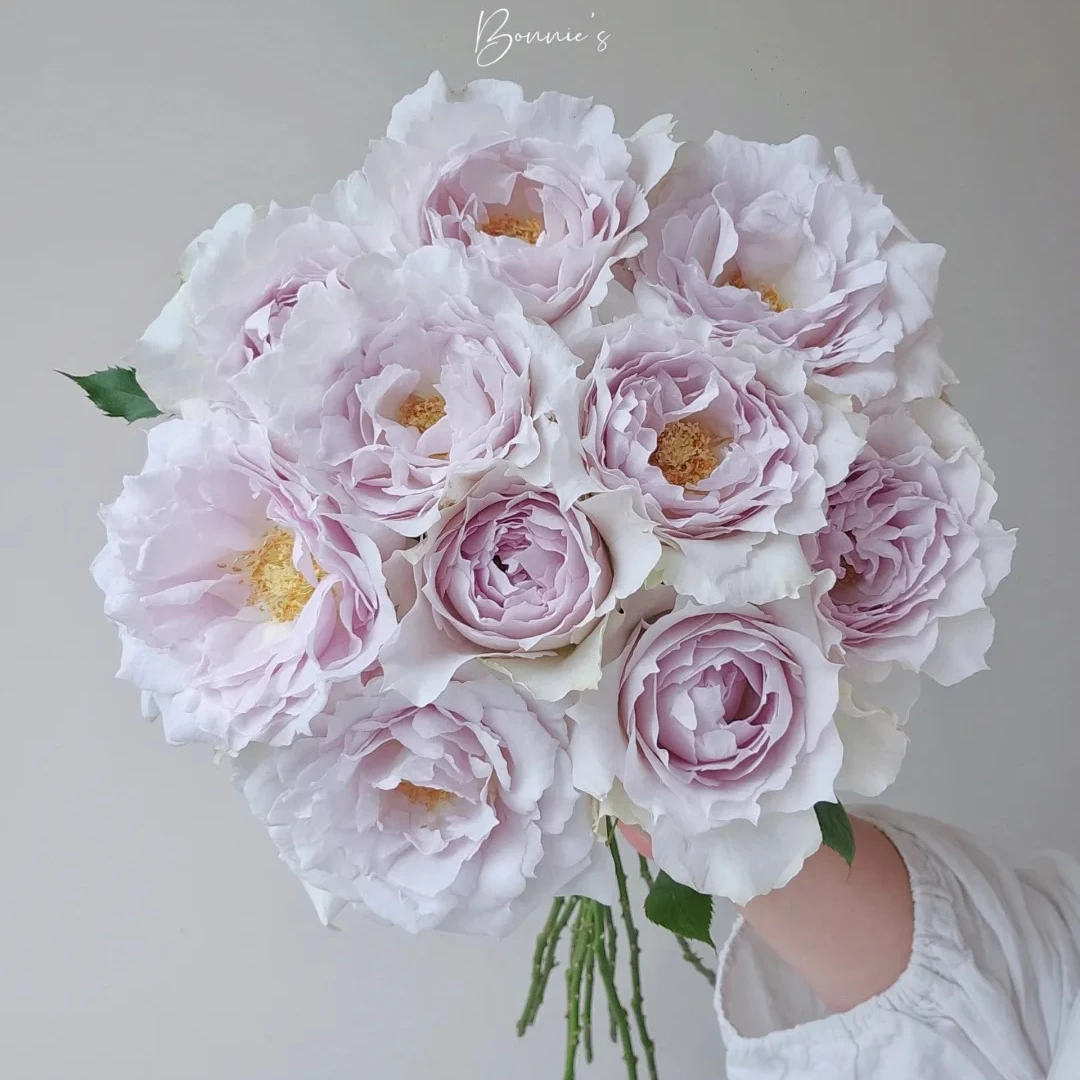 七叶花坊#多头玫瑰 【萨菲天使】鲜花优选 顺丰直发