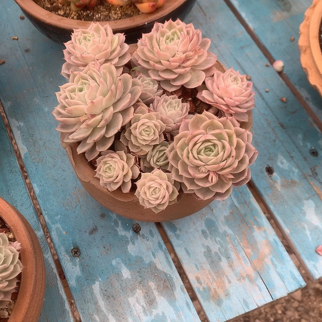 显****子昂斯诺多肉植物脱土