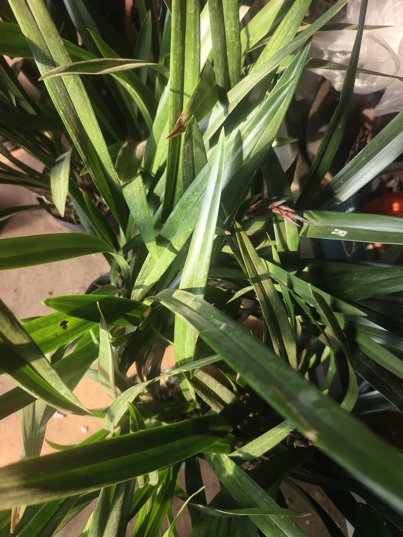 室内浓香墨兰花卉高档年宵花客厅好养兰花