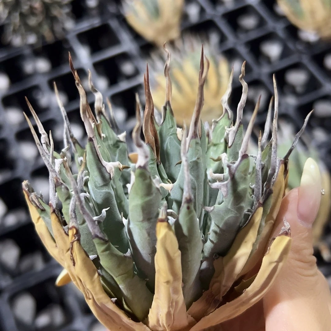 无花朵曲刺妖炎，生桩，折后价