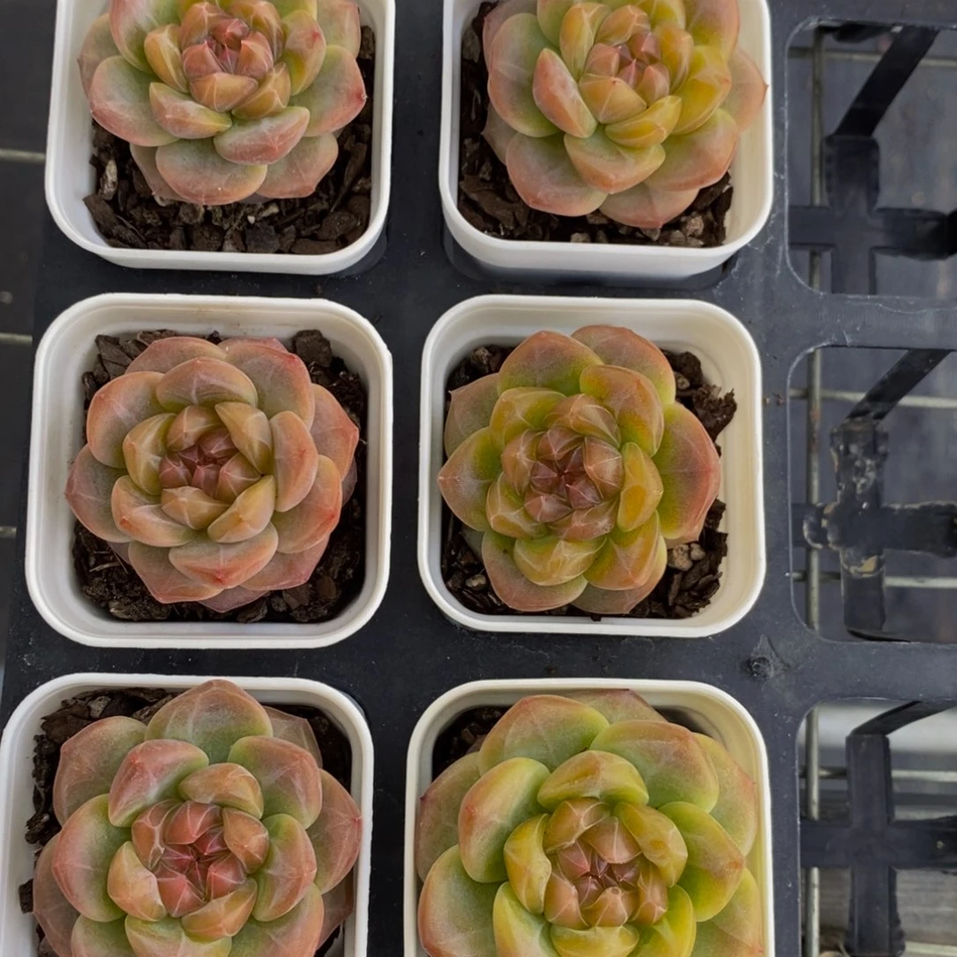 126-精品糖心珍妮雪芙蓉单头一个