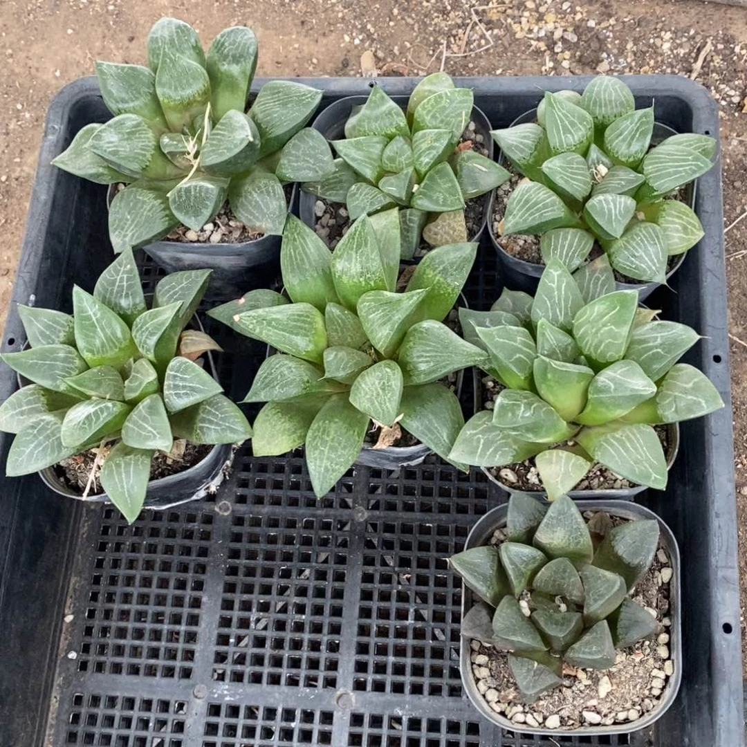 724 一颗实生大寿 超级福利