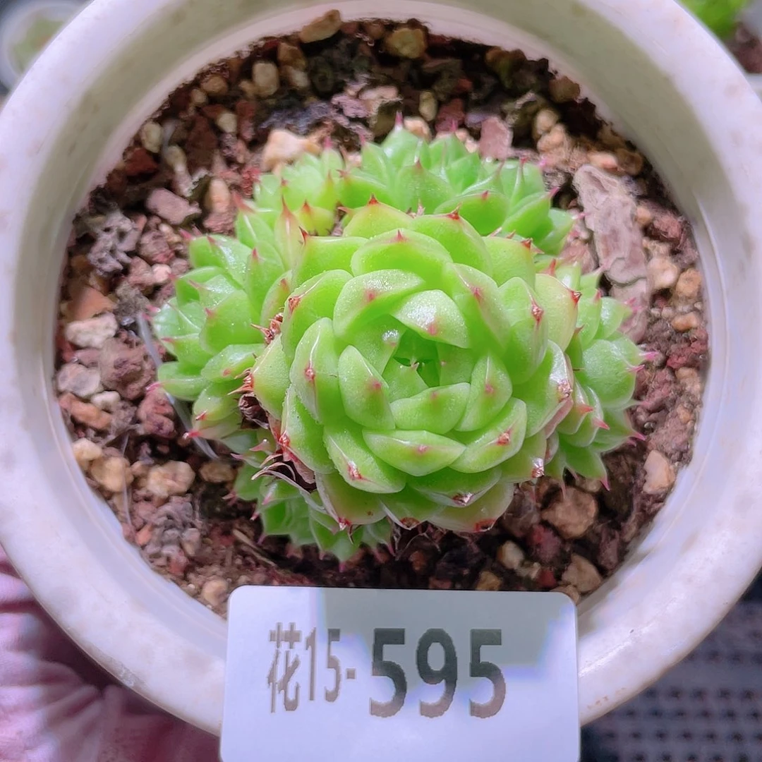 花利美15-595海王群