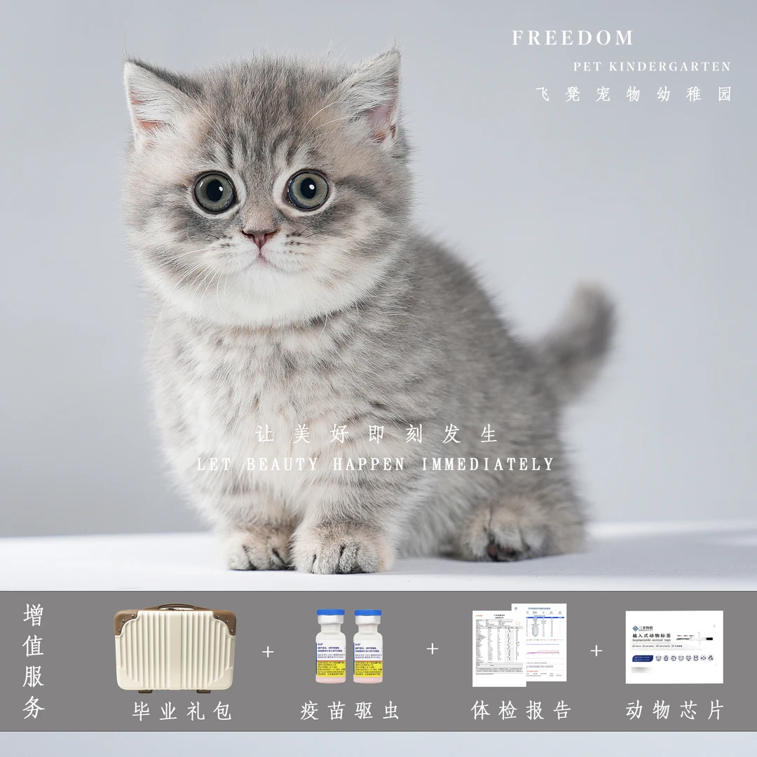 【福瑞·百万】蓝金虎斑色米努特矮脚妹妹猫咪活体宠物伴侣