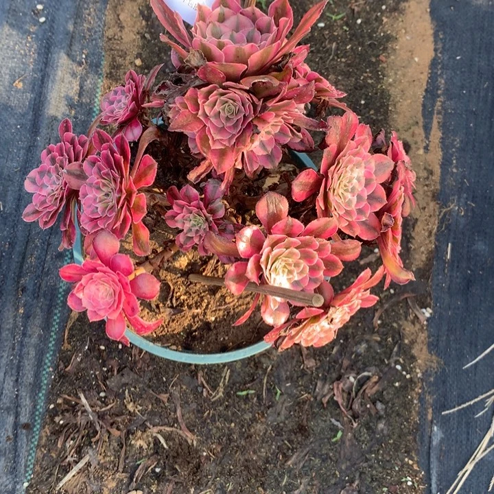 076红铜多肉植物特价