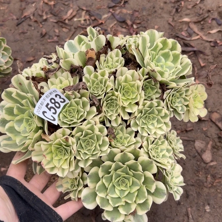 绿豆沙……多肉植物……