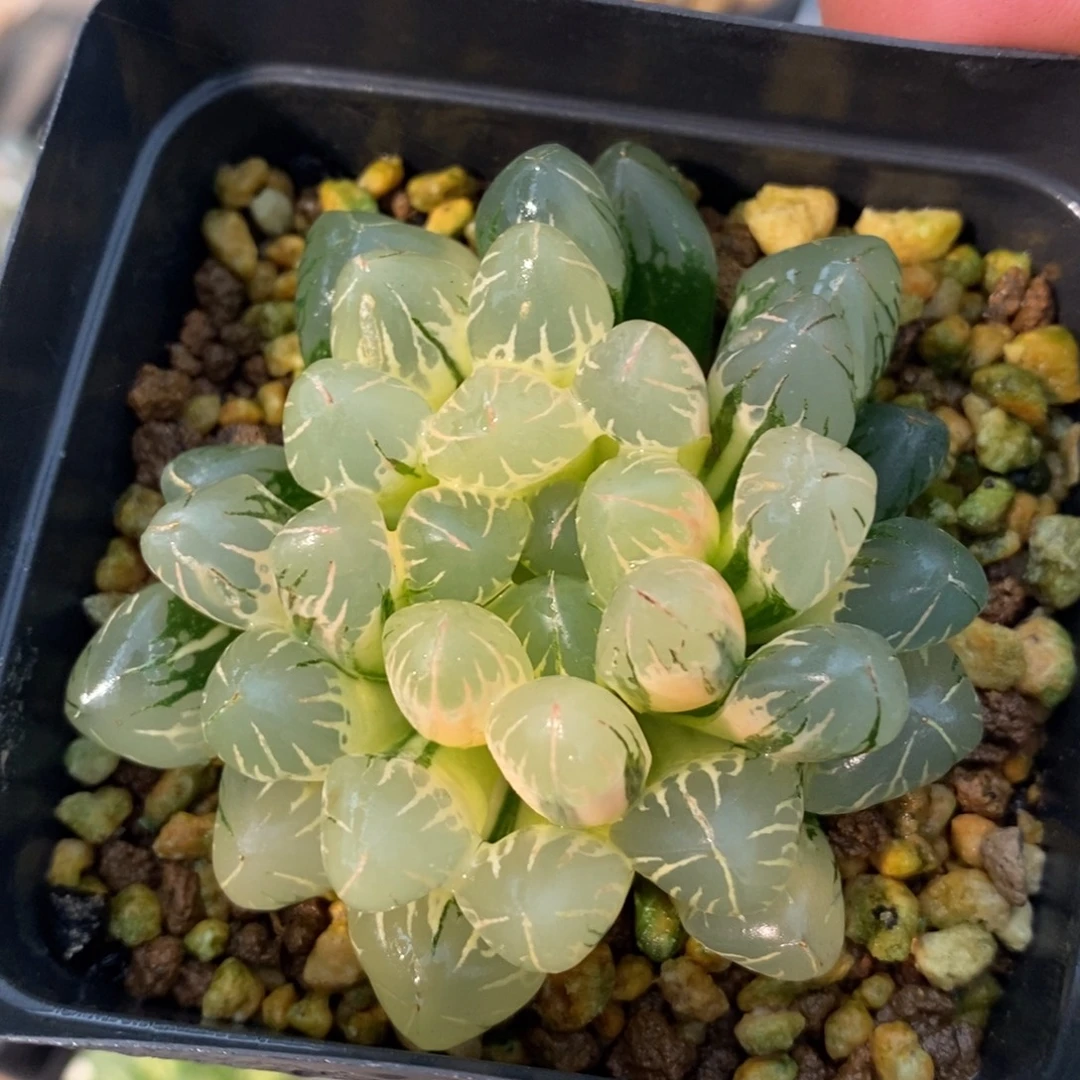 一颗实生糊斑玉露锦