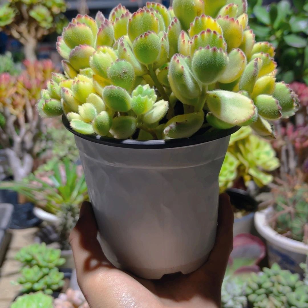 黄熊新疆包邮11cm
