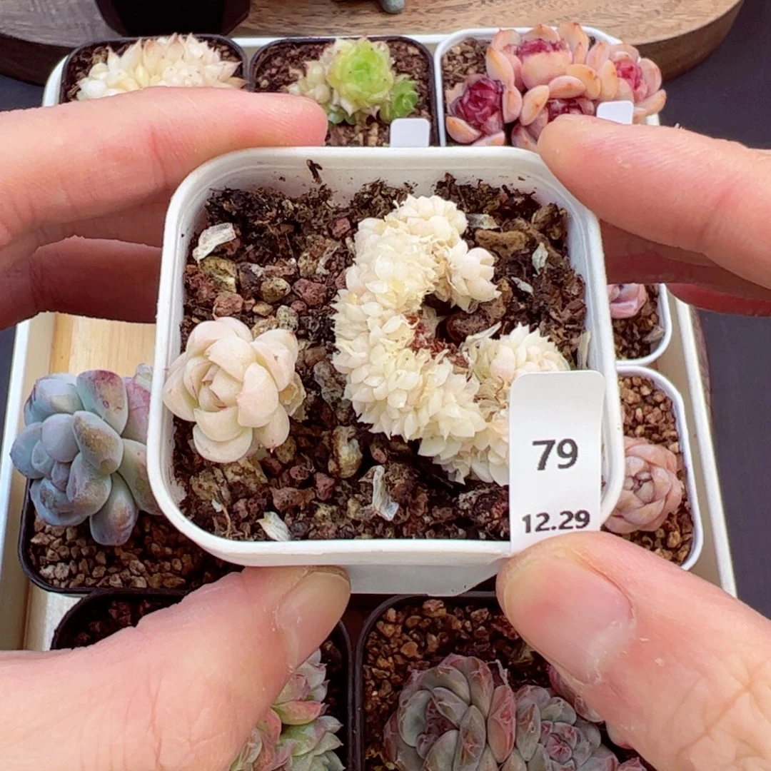 好好看79、哈哈哈哈