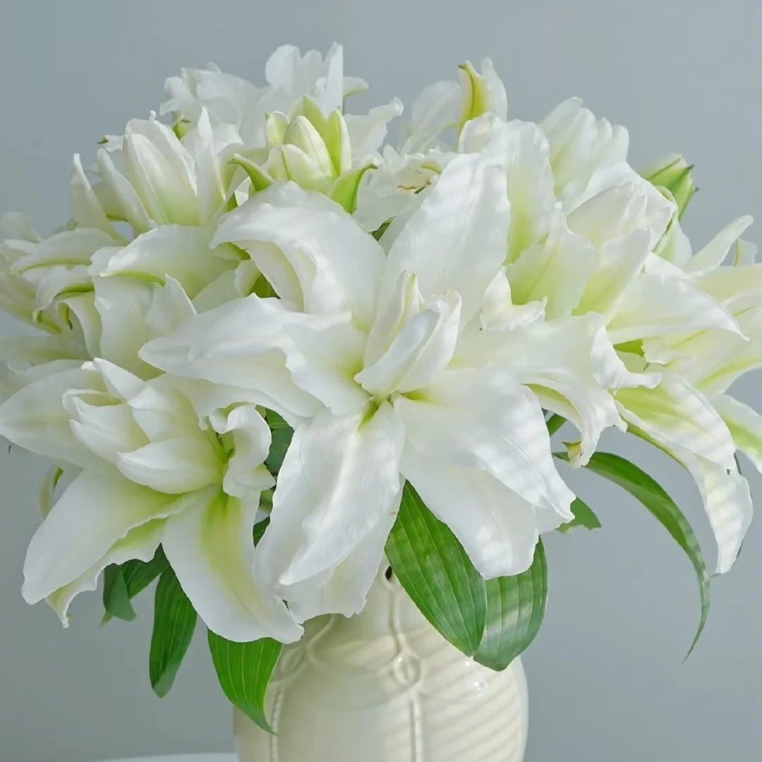 （爱莎重瓣）甜香百合东北辽宁基地直发顺丰包邮鲜花唯美居家