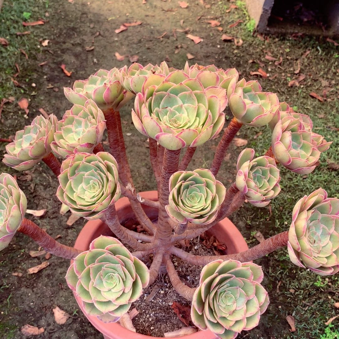 老桩莲花座，有点微瑕