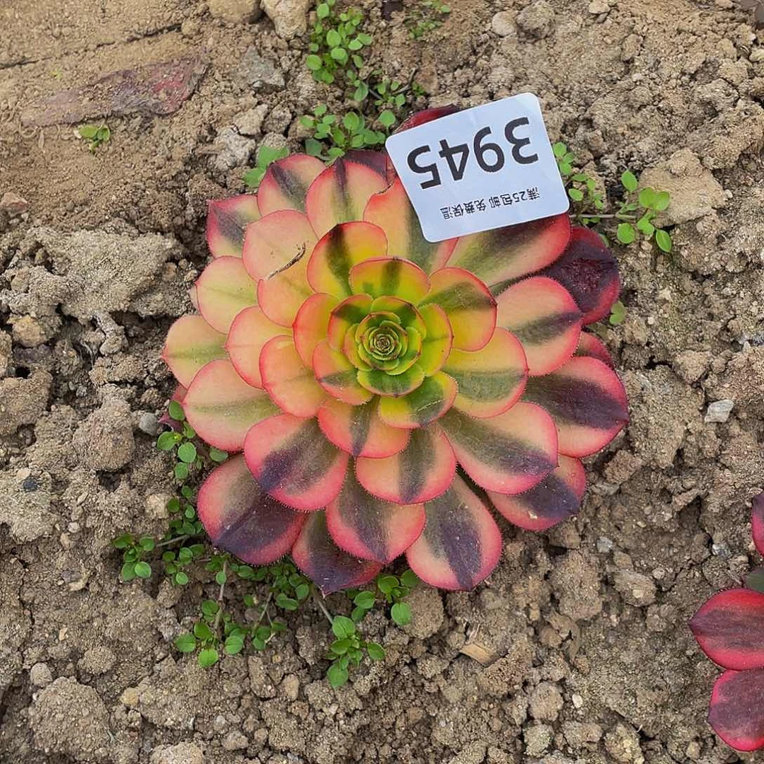 3945火狐多肉植物