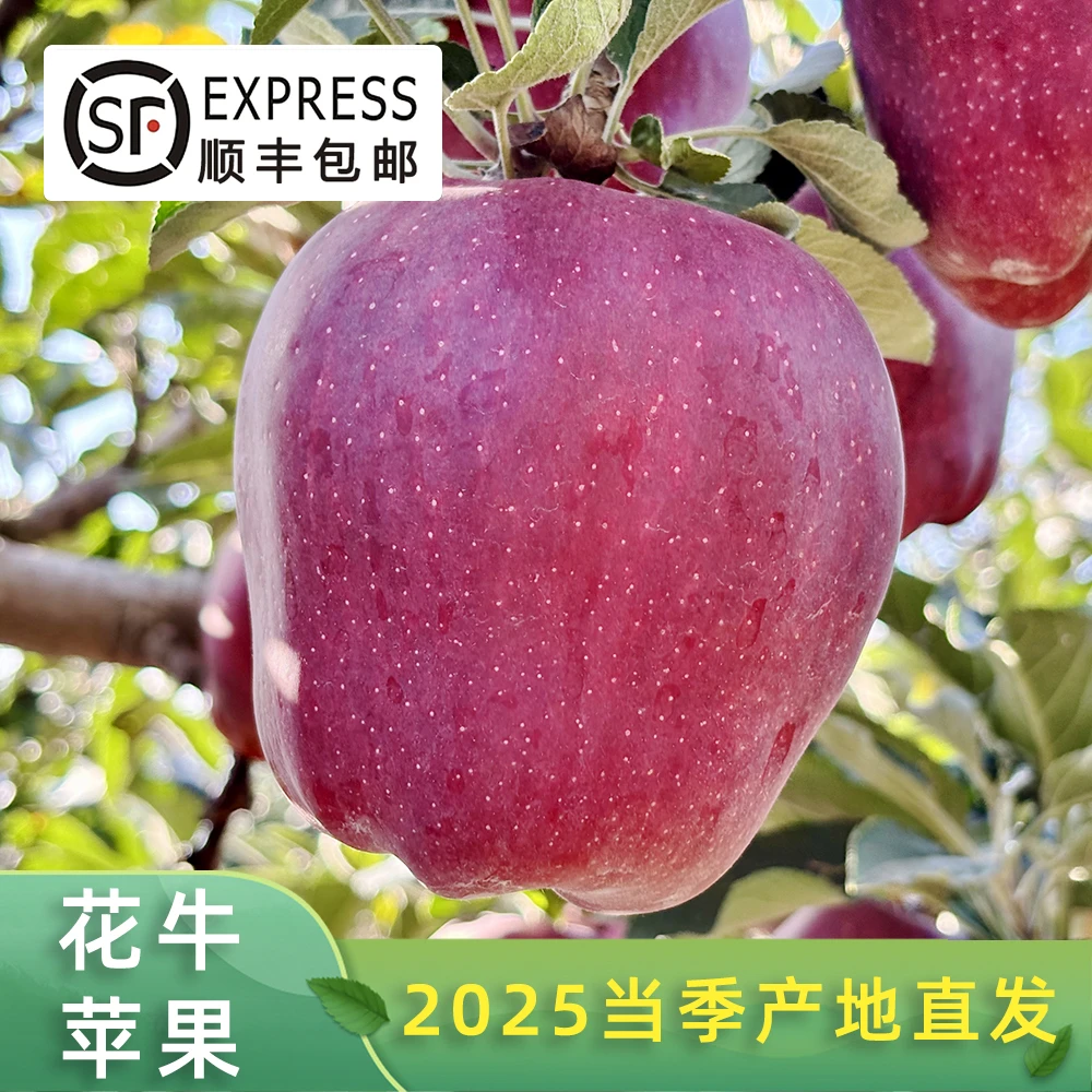 [顺丰包邮]甘肃天水花牛苹果新鲜2025当季红蛇果粉面5-11斤礼盒装