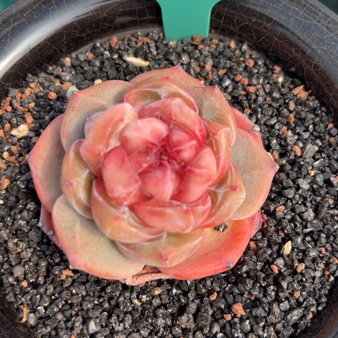 从前慢多肉精选编号0217.143