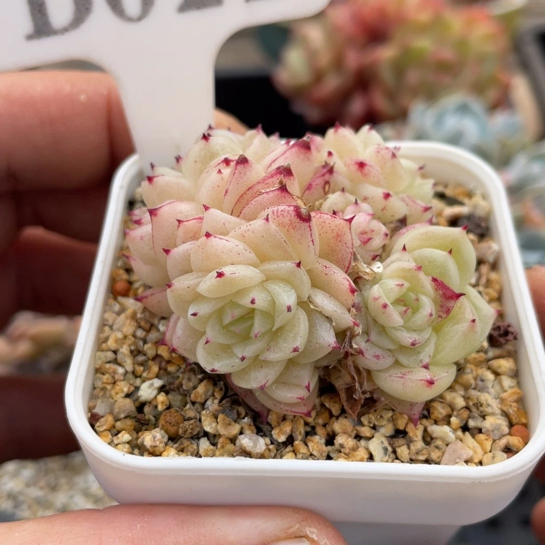 021麦秆不带盆6厘米