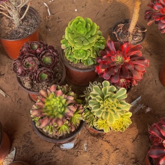 法师5棵芝芝选19.9