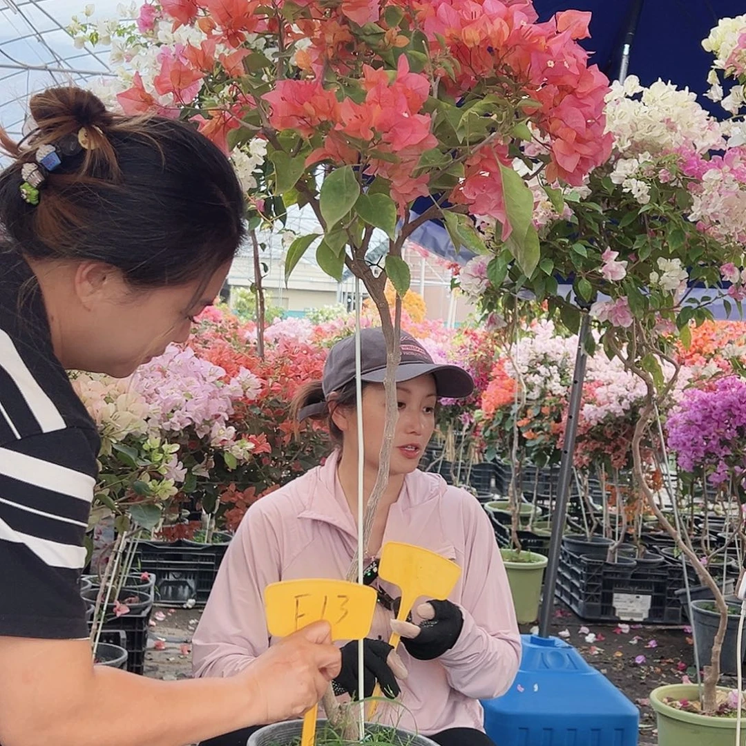 紫***亮大部分花苞少量开放F13波妹
