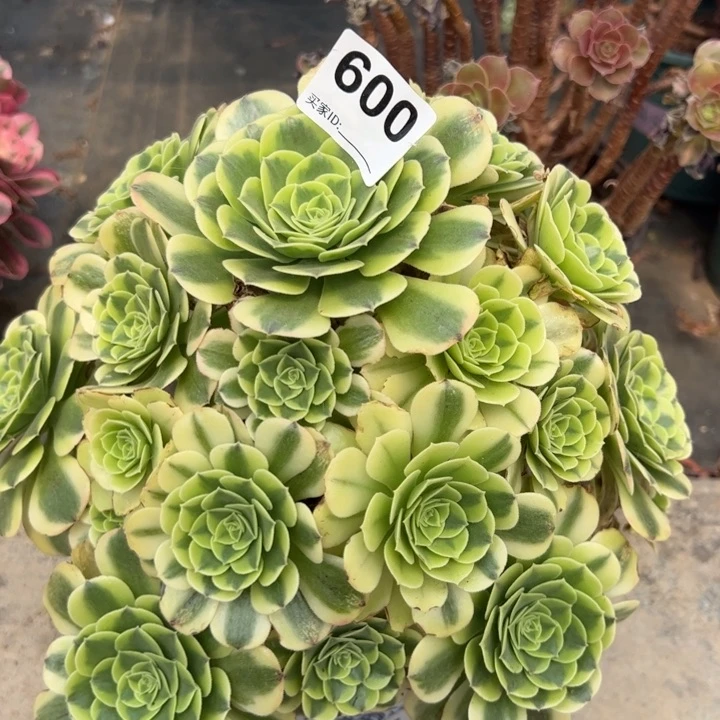 600绿豆沙30厘米左右