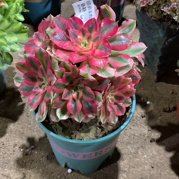 048香妃多肉植物特价