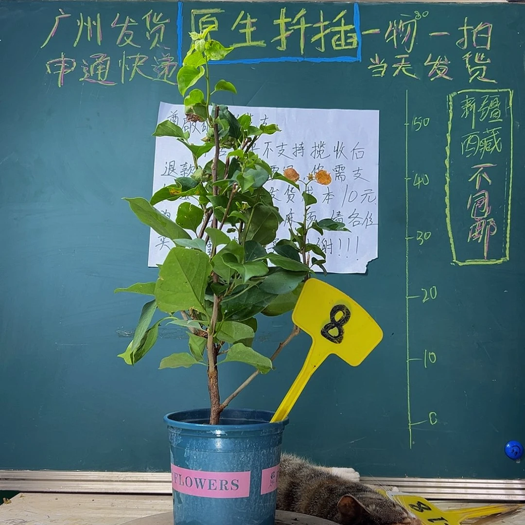 当前无花栽培后可以开花  绿叶橙  8