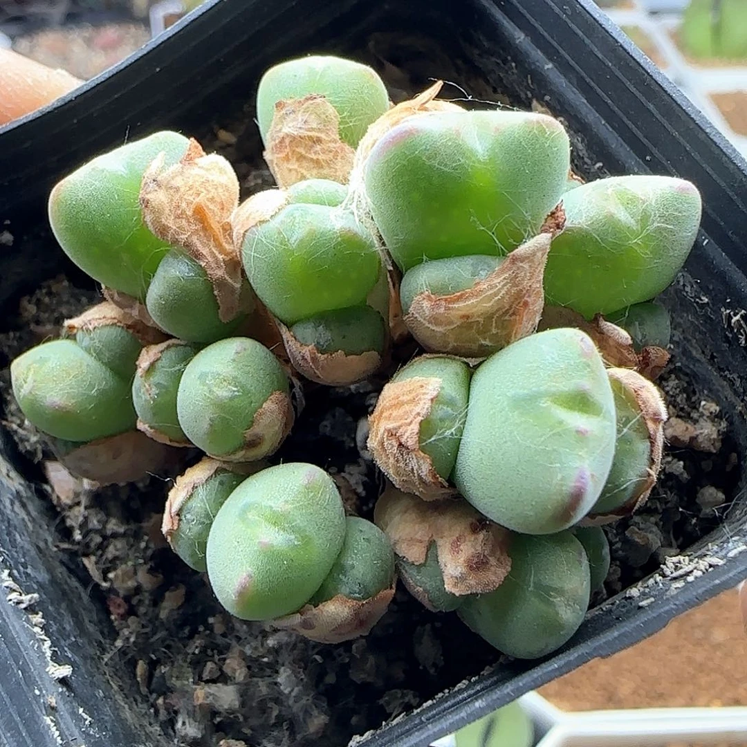 开播福利来啦39169