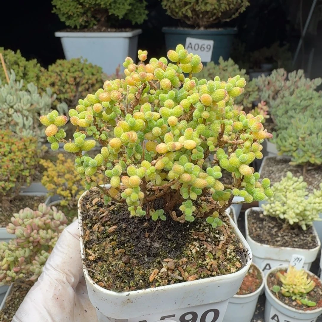 A590金桔半价福利28元包邮