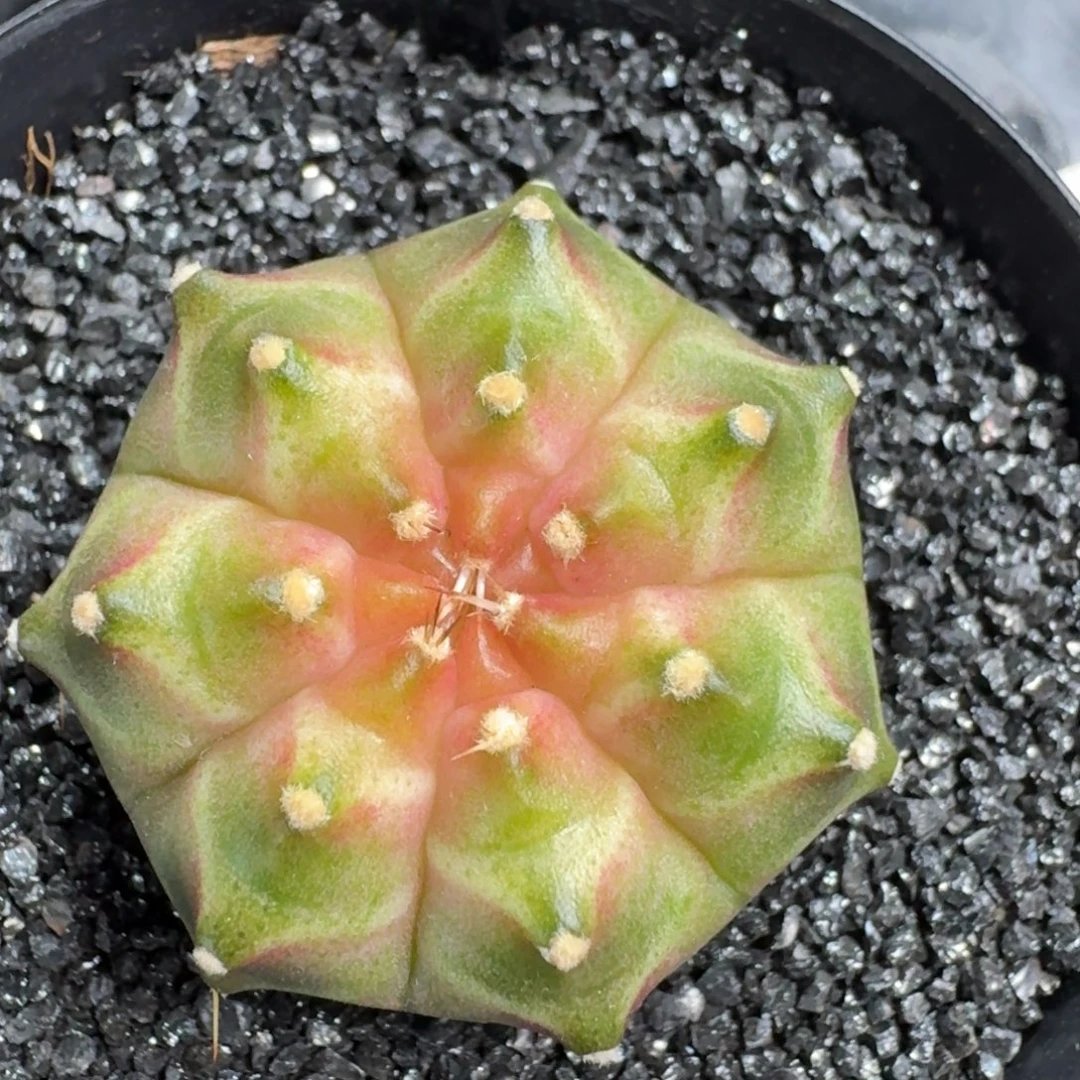 米哈实生自然锦泰国轮回315