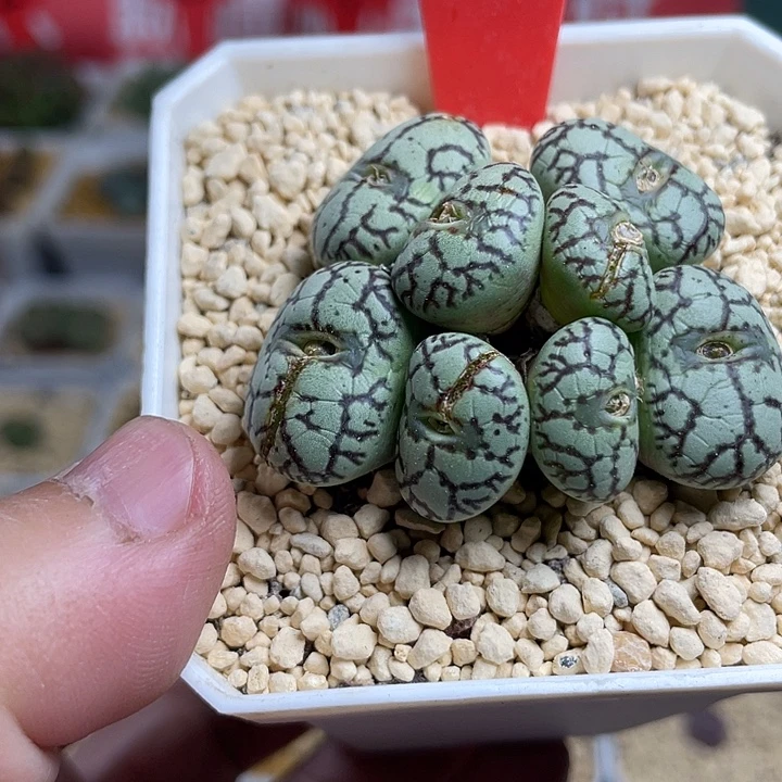 佳人园艺多肉生石花猴杂6