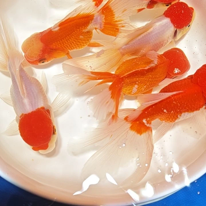 用***2海水鱼一二三四五六七八