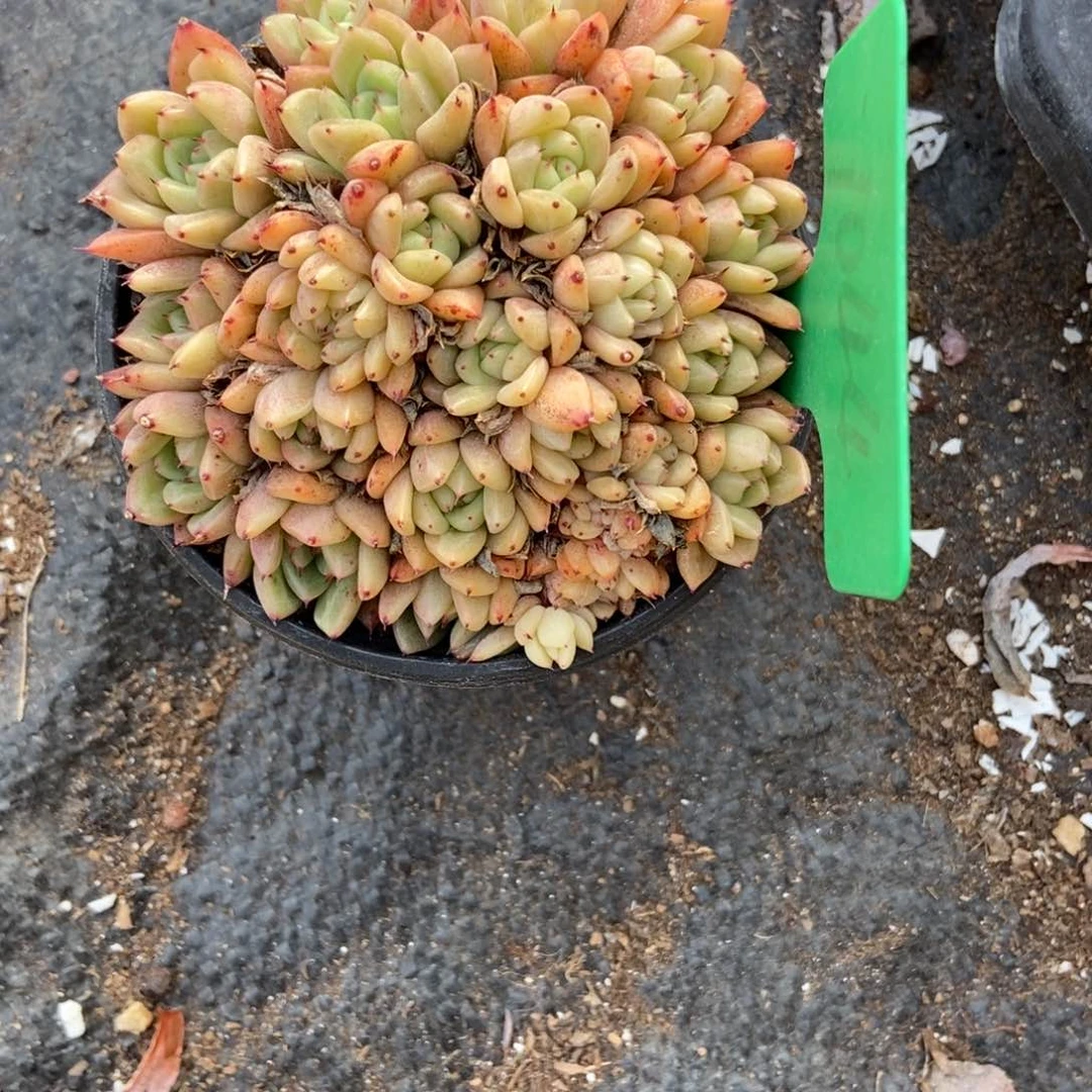 1044多肉植物保护研究所