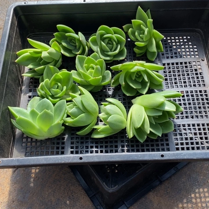 8*翠花侧芽11颗包邮