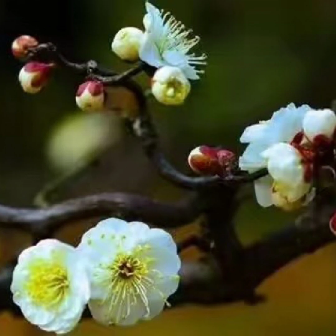 龙游梅花树苗盆栽耐寒耐热庭院阳台好养花