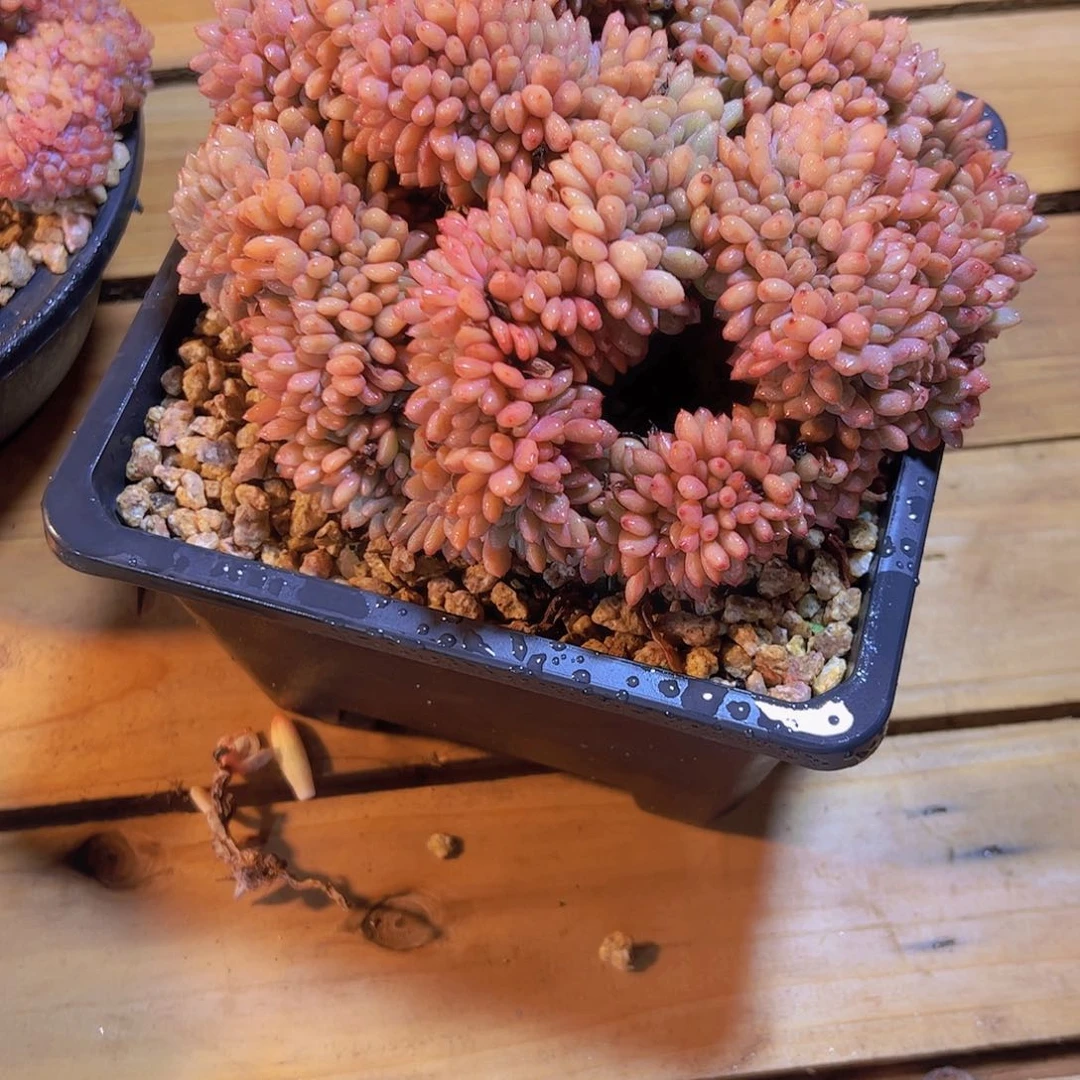 泡**喵031桃花源缀180。。。。