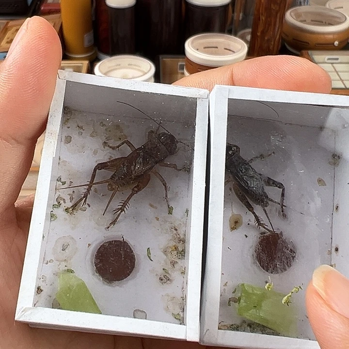 仅一天鸣虫2元开始包邮