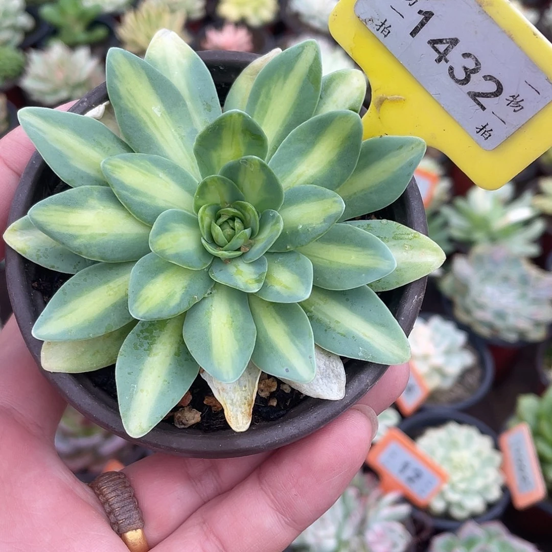 1432号多肉植物盆栽